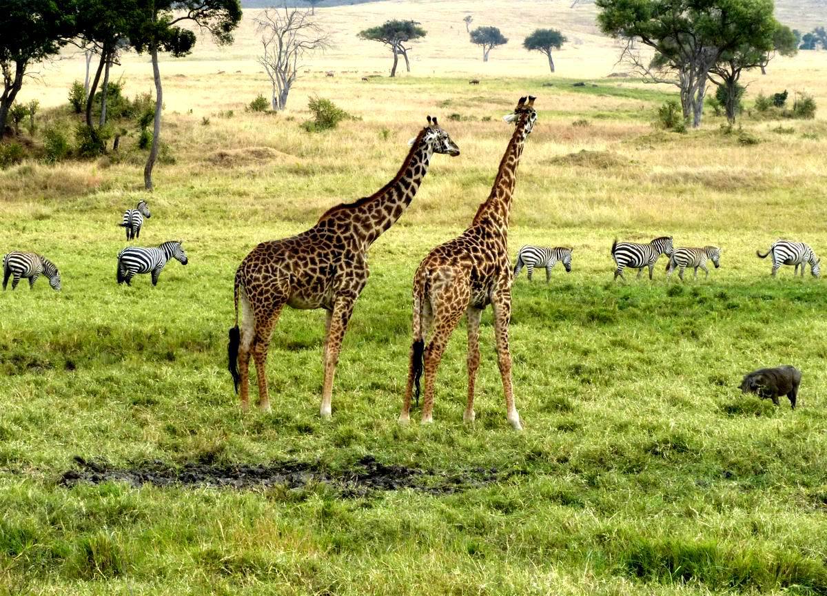 第014天馬賽馬拉國家野生動物保護區– 塞倫蓋蒂國家公園行程:早餐後